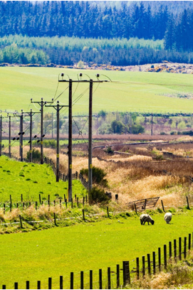 Electricity distribution poles and overhead lines in a field with sheep and greenery with trees in the background